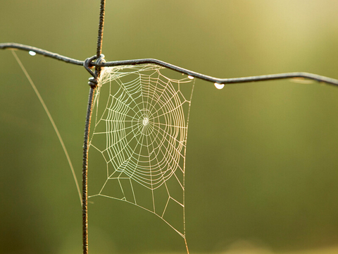 梦见蜘蛛网和蜘蛛是什麼意思 做梦梦到蜘蛛网和蜘好不