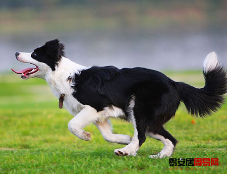 邊境牧羊犬圖片