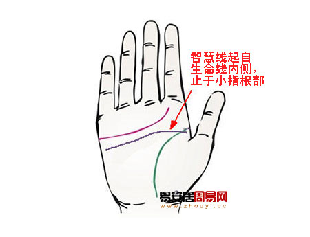 智慧線起自生命線內側
