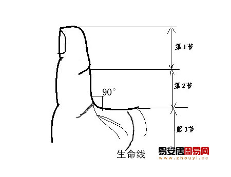 拇指指節比例