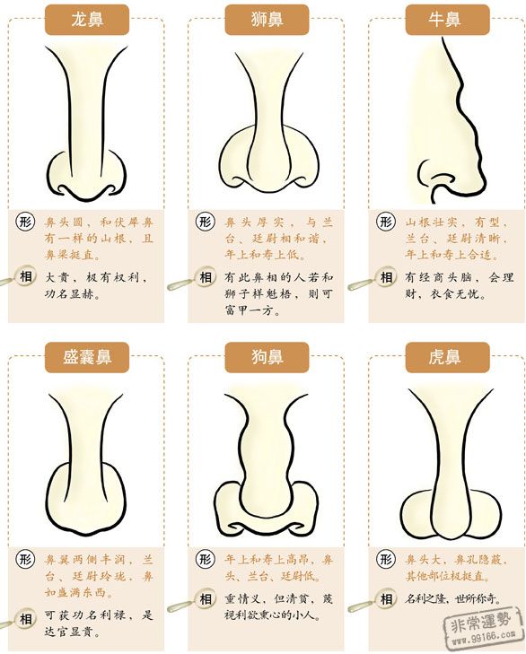 鼻子面相,鼻子看相,鼻子看運勢