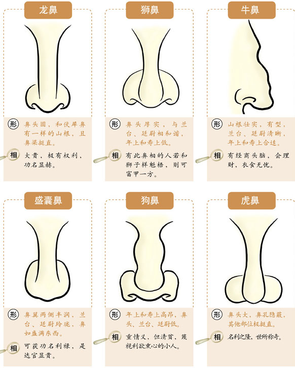 鼻子面相,鼻子看相,鼻子看運勢