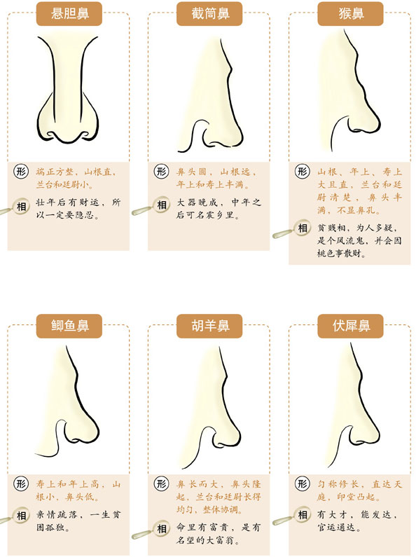 鼻子面相,鼻子看相,鼻子看運勢