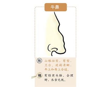 鼻子面相,容易發財的面相,鼻子看財運