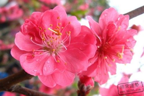 八字合婚,八字配對,命犯桃花