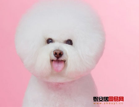 比熊犬圖片