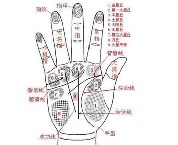 手相分析,手相看投資運,適合投資的人