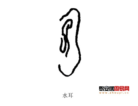 五行水耳朵面相