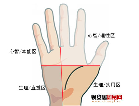 手掌四分區法