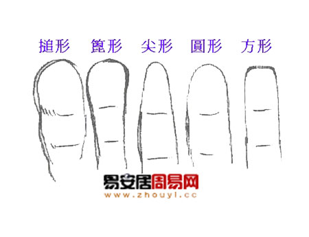 手指的形狀不同