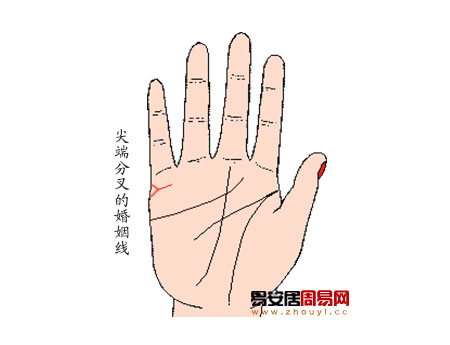婚姻線分叉 